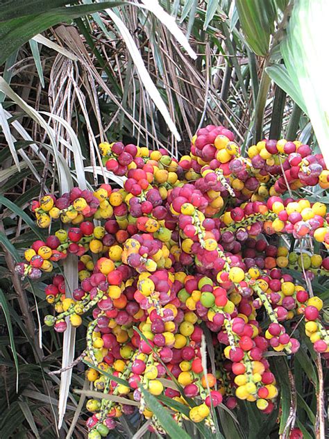 Sugar Palm Fruit Tree | Fruit Trees