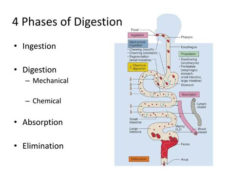 PPT - Digestive System PowerPoint Presentation - ID:2406408