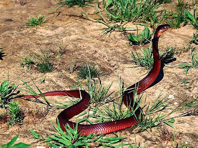 Amaizing Animal Facts: Red cobra snake