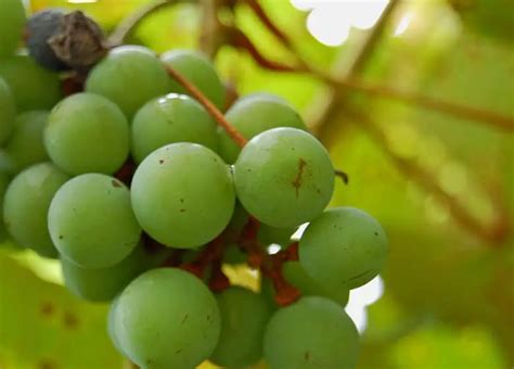 Do Grapes Grow Well In Florida? – Fl Gardening