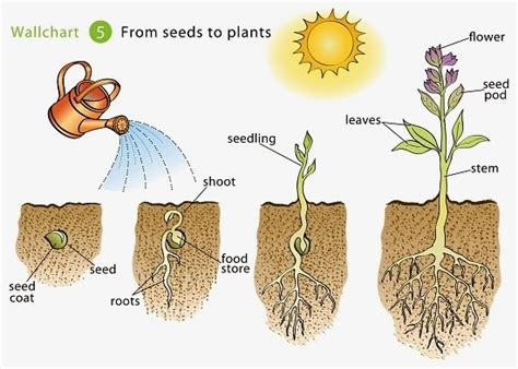 Growing Beans | Islam From the Start