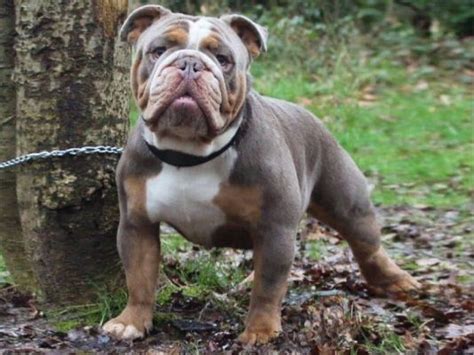 Old Tyme Bulldog Dog Breed | UKPets