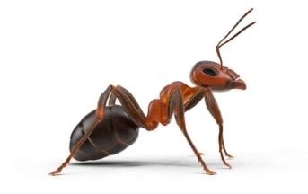 What are Dark Rover Ants and How to Get Rid of Them? - Pest Exterminators