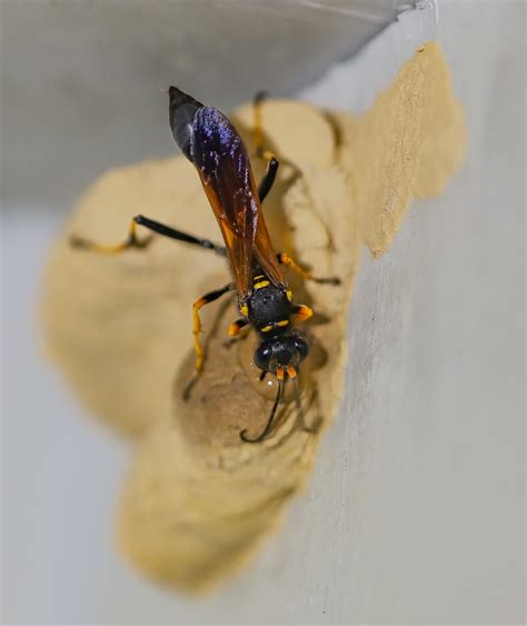 Sceliphron caementarium, Black and Yellow Mud Dauber Wasp | Flickr