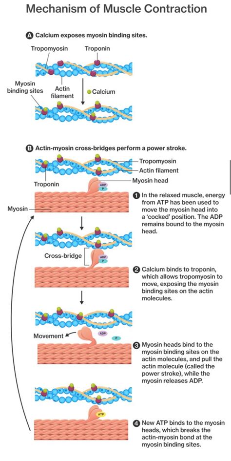 Mechanism of Muscle Contraction | Basic anatomy and physiology, Anatomy ...