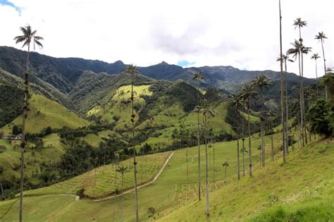 Guide to Hiking Cocora Valley, Colombia's Wax Palms - Getaway Compass