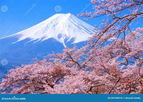 Cherry Blossoms and Mt.Fuji from Fujimi Kotoku Park in Fujiyoshida City Stock Photo - Image of ...