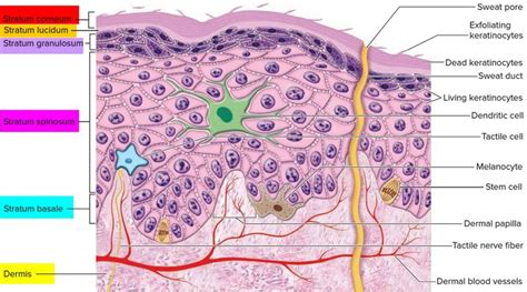 layers of epidermis | Epidermis, Integumentary system, Anatomy and ...