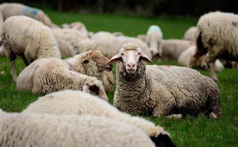 Sheep Farming In Australia - Sheep Breeds | Agri Farming