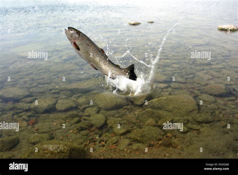 Rainbow Trout Jumping