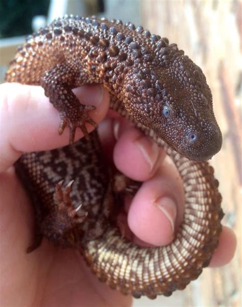 Monitor Lizard Pet California | Pets Animals US