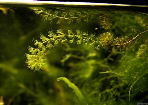 Aldrovanda vesiculosa - Flowgrow Aquatic Plant Database