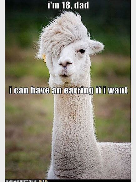 38 Alpaca Memes That Will Either Be The Funniest Or Weirdest Thing You ...