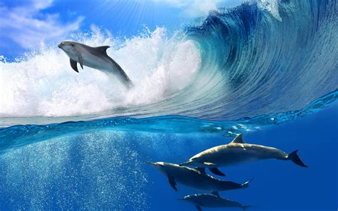 Free download dolphin 1 dolphins 1 nature 1 ocean 1 oceanscape 1 sea 1 ...