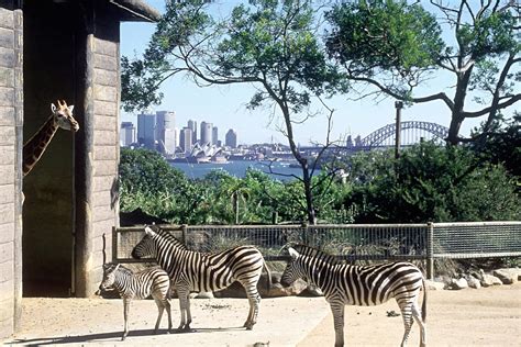 【Sydney】Family Combo (Taronga zoo+SEA LIFE Sydney Aquarium+Sydney Tower ...