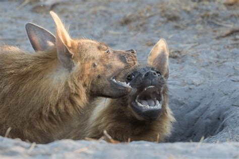 Brown Hyena Facts - CRITTERFACTS