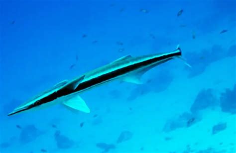 Remora - Description, Habitat, Image, Diet, and Interesting Facts