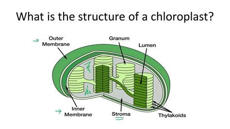 Structure of the Chloroplast - YouTube