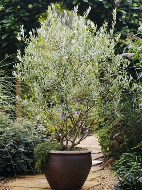 Growing Olive Tree in a Pot | How to Grow an Olive Tree in a Container