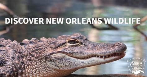 New Orleans Wildlife Tours - The Great Delta Tours