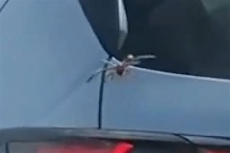 Driver doesn't realize giant spider is crawling into their car