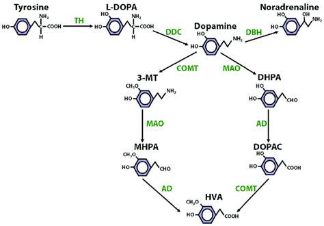 Dopamine Synthesis Pathway