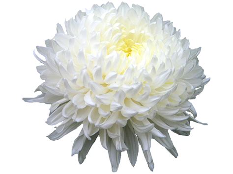 Chrysanthemum PNG Images Transparent Free Download - PNG Mart