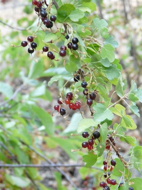 Ribes aureum gracillimum, Golden Currant | California native plants, Plants, Native plant gardening