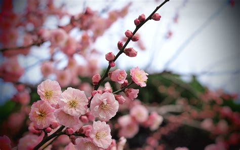 Tree Apricot Pink Flowers wallpaper | 2560x1600 | #23629