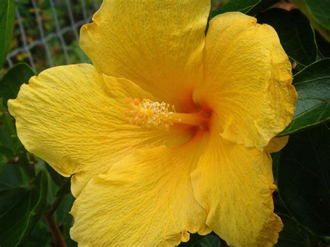 Country Living's simple delights: Flowers of Tonga