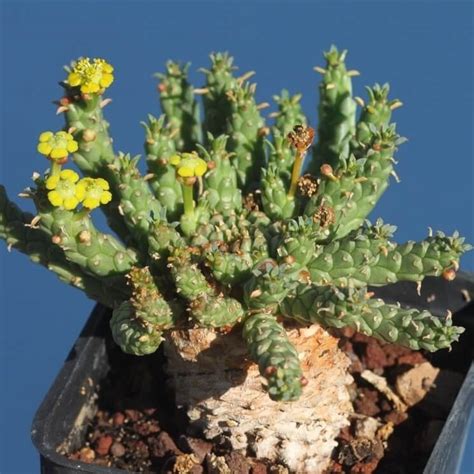 Euphorbia Caput-Medusae Seeds, Succulent Seeds, Variety#026 – Mays Garden Seed