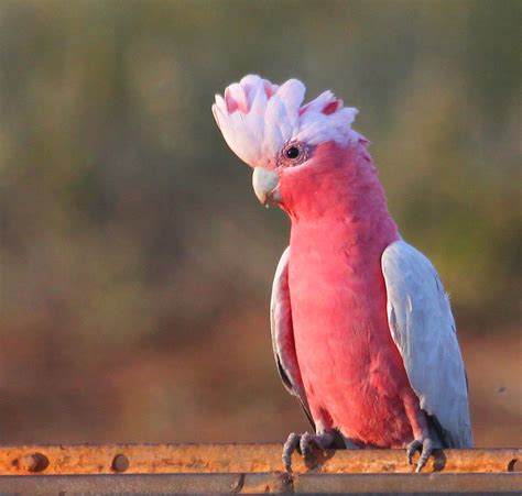 Richard Waring's Birds of Australia: Brown Quail and Galahs in the late ...