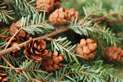 Stock Photos Christmas Tree and Evergreens (12) | Minnesota Grown