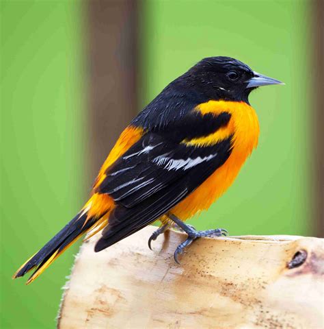 Brightly Colored Baltimore Oriole: A Favorite Feathered Visitor at Tara ...