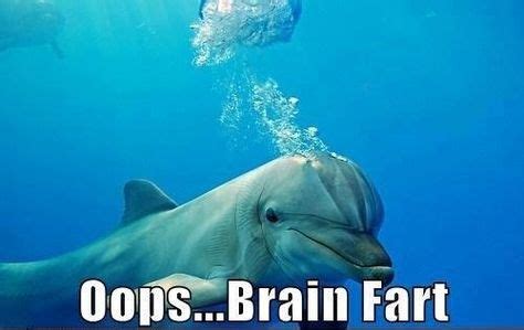 10+ Best Dolphin Memes images | dolphin memes, memes, funny dolphin