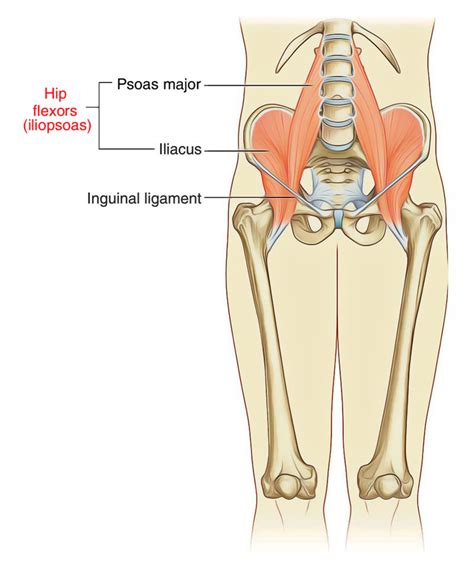 Iliopsoas Muscle Anatomy – Earth's Lab