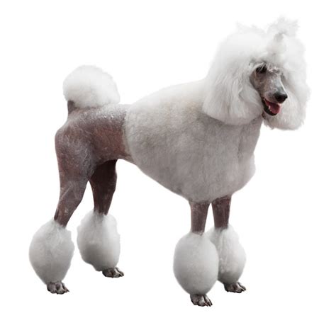 10 Popular Poodle Cuts in 2022 - Petsoid