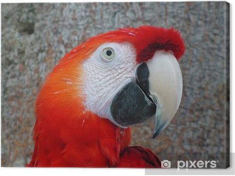 Canvas Print Scarlet Macaw parrot in Amazon rainforest - PIXERS.US