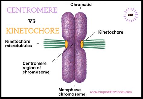 Centromere vs Kinetochore Biology Lesson Plans, Biology Resources, Biology Lessons, Ap Biology ...