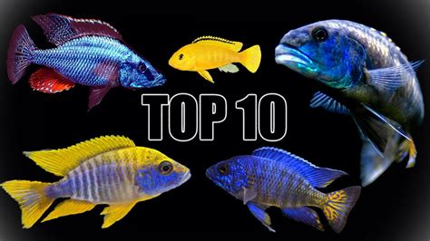 African Cichlids List