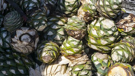 What Is Agave And Can You Eat It?