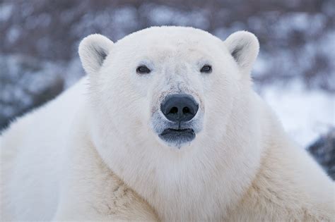 Polar Bear Headshot | Sean Crane Photography