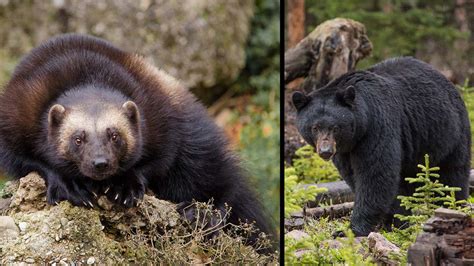 Video: Wolverine Vs. Black Bear | tacticalusa.net