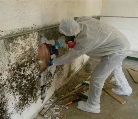 Black mold removal services near me | Free estimates 24/7