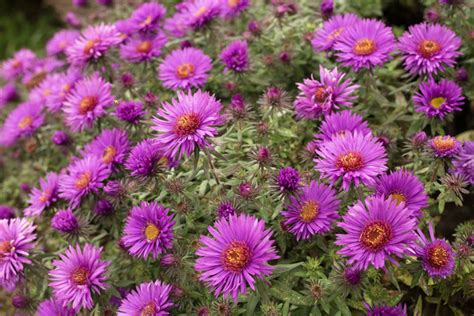 Aster novae-angliae 'Purple Dome' | Stonehouse Nursery