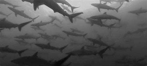 30 Incredible Shark Gifs