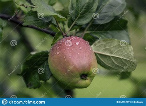 Close up of apple in tree stock image. Image of nature - 267152319