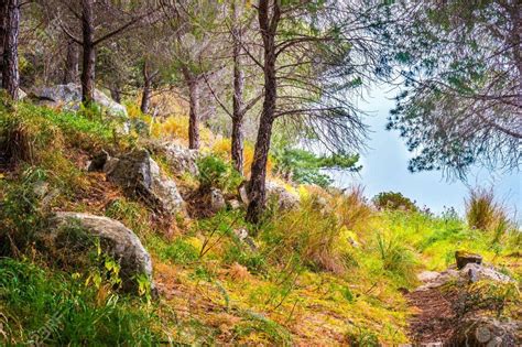 Landscape with trees and stones. Beautiful picture of mediterranean.. in 2020 | Landscape trees ...