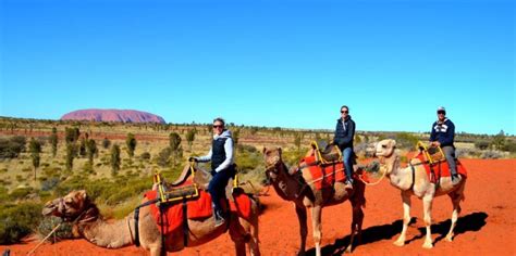 Camel Rides Uluru | Ayers Rock - Everything Australia