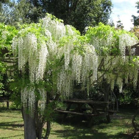 Wisteria chinensis - Mixed Blue & White Wisteria Vine seed x 4 - Ole Lantana's Seed Store